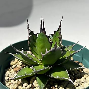 【超高騰品種】アガベ スーパーホリダ ブラッククラウン 極上黒強棘陽炎 実生特選 超高騰品種】アガベ スーパーホリダ ブラッククラウン 極上黒強